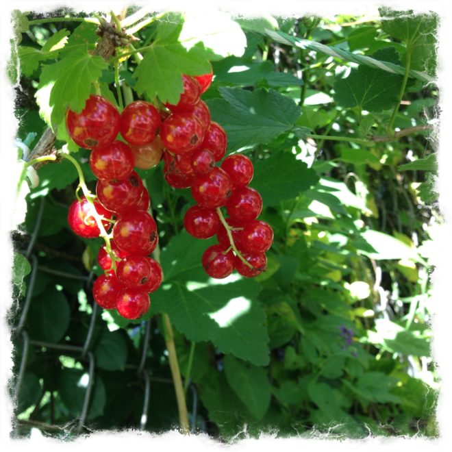 summer currant
