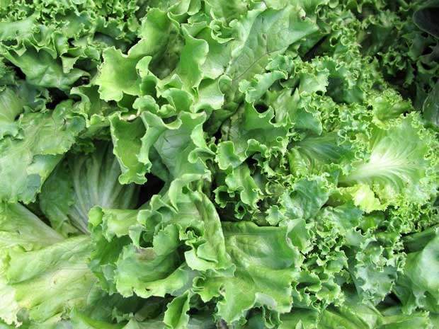 fresh-lettuce-kale