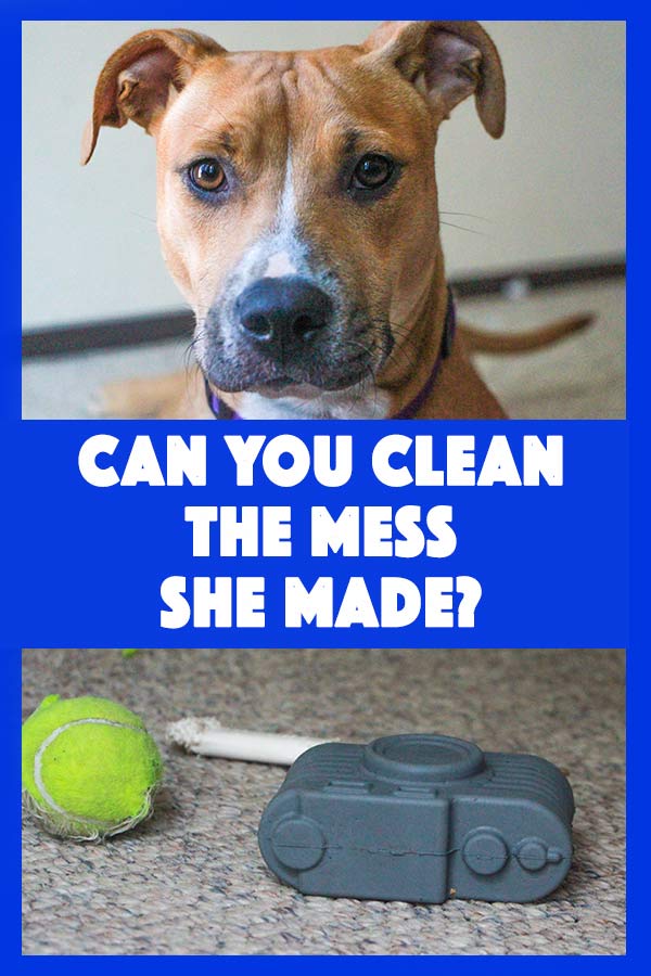 This dog knows how to make mess. Do you know how to clean it?