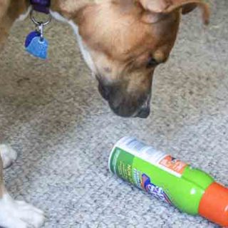 Dog and carpet cleaner