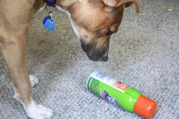 Dog and Pet Friendly Carpet Cleaning Tips
