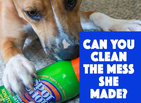 spot shot pet carpet cleaner
