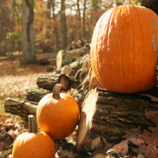 Check out our Favorite Fall Activities to do as a Family! This list is full of great things to make the cooler weather fun for the whole family!