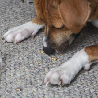 Dog eats off carpet