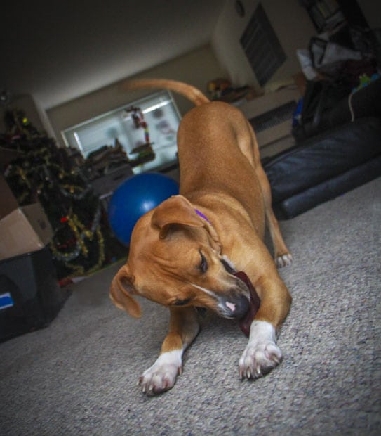 doggy plays on carpet