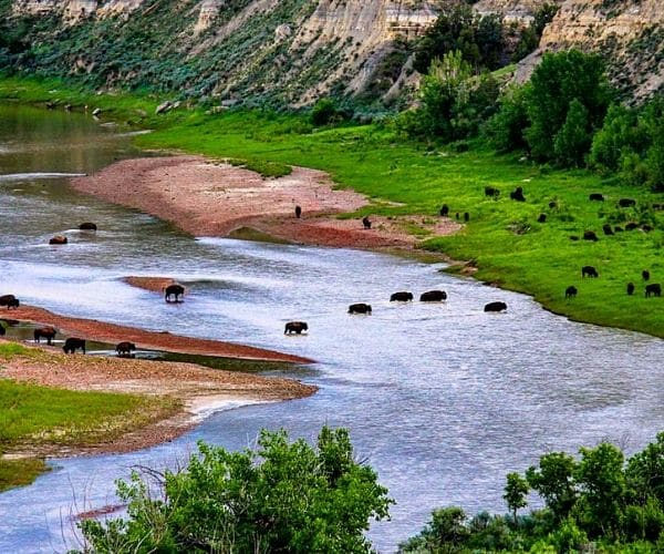 Bison crossing in in Theodore Roosevelt's National Park