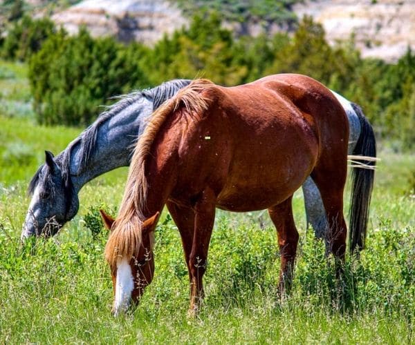 Ferral horses in in Theodore Roosevelt's National Park