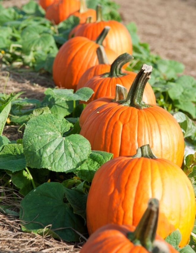 A row of pumpkins