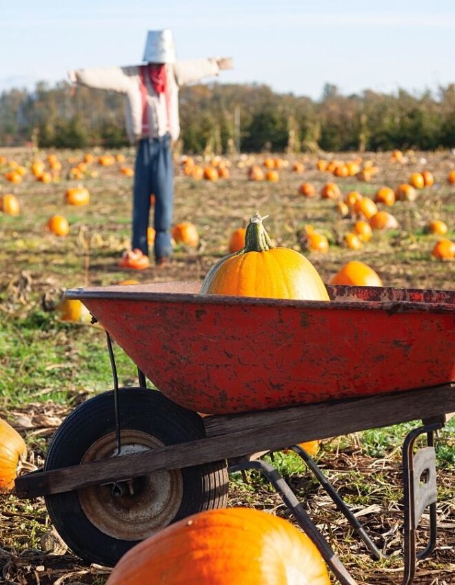 Pumpkin in barrel with scarecrow
