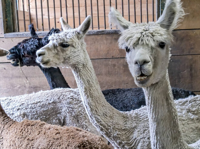 The Magic Meadows Alpaca Farm in Wonder Lake